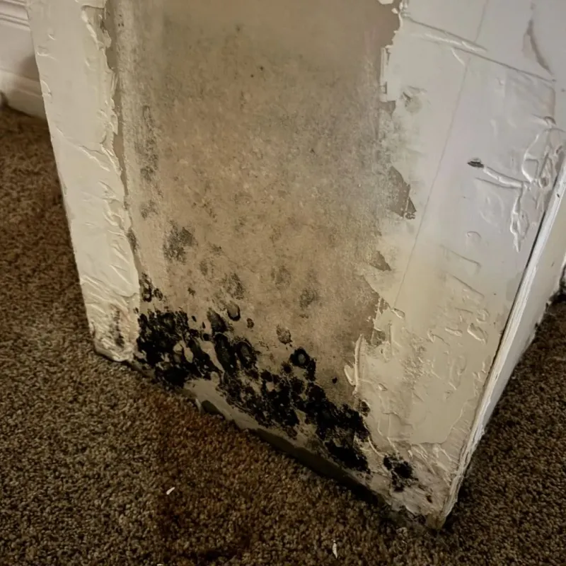 Professional Mold Removal in Parkersburg, WV